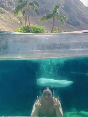 always grateful to be invited back to the home fish tank 🥹🫣 @SEA LIFE North America   #Leahroseftw #mermaid #swimwithsharks  #mermaidsarereal #professionalmermaid #mermaidtail #hawaiimermaid #hawaii  #haterswillsayitsfake 