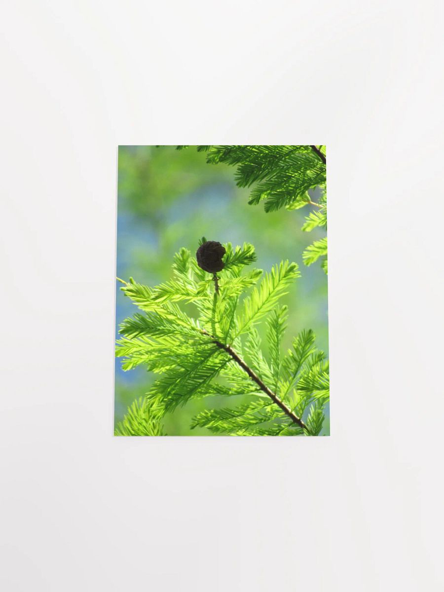 Cypress Tree product image (48)