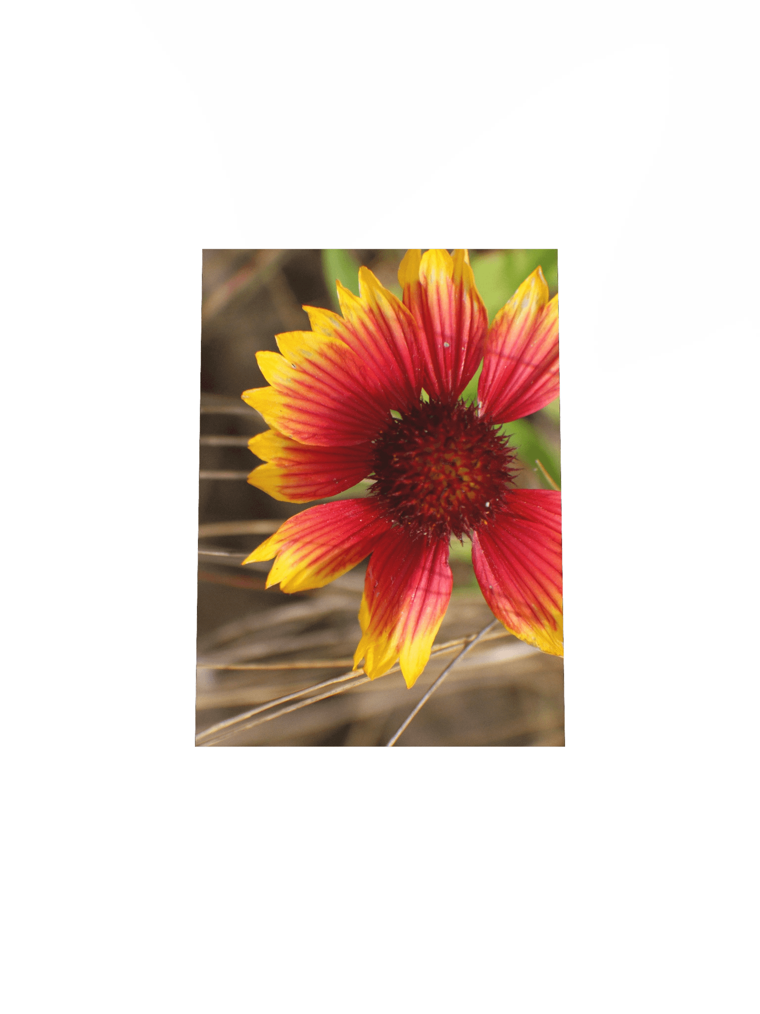 Flower in the Wind product image (22)