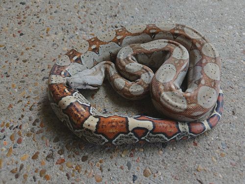 Delta , Purple line Barranquilla Colombian boa 
Produced by Mike Brooks 

☆☆
S23 cam
☆☆. 

#Columbian #columbianboa #Barranqu...