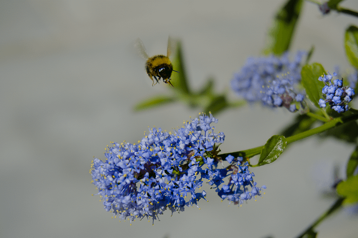 A Bee in Motion product image (1)