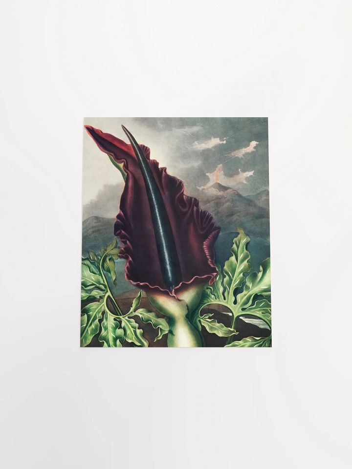 Majestic Maroon Flower Poster product image (4)