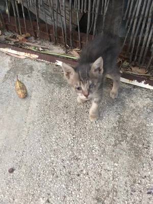 CATkada  #catkada #lefkada #catlover #vasiliki #fyp 