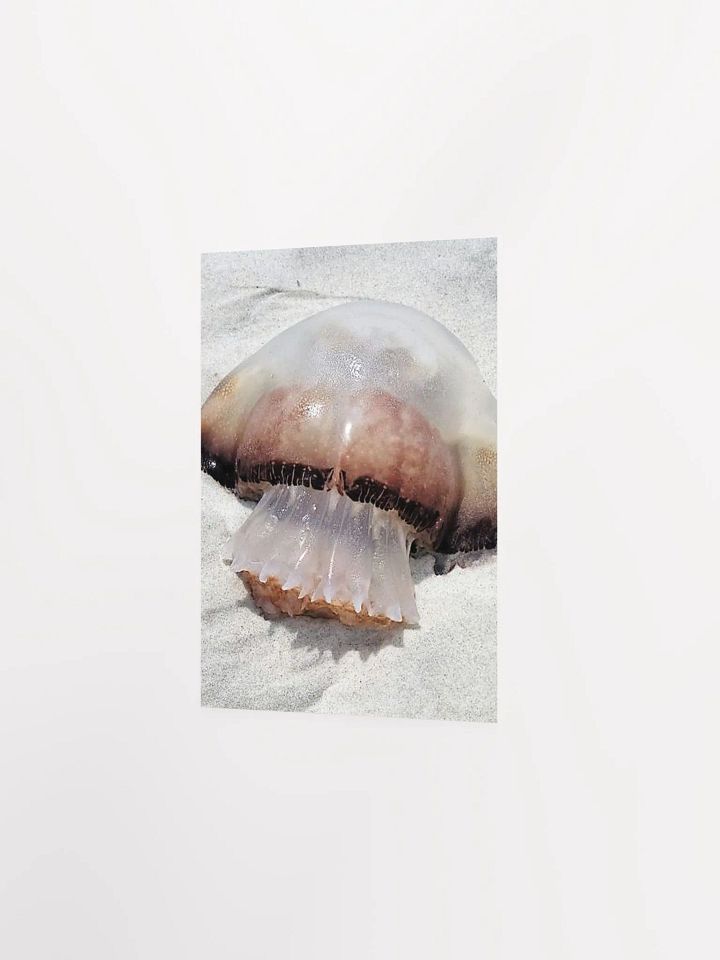 Jellyfish product image (24)