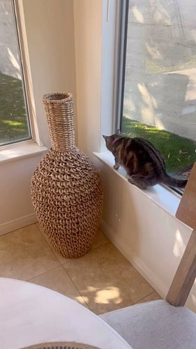 They have to be the most efficient hunters.😮 I mean, catching a fly in mid air and then playing with it.😂

#sagethecat #saget...