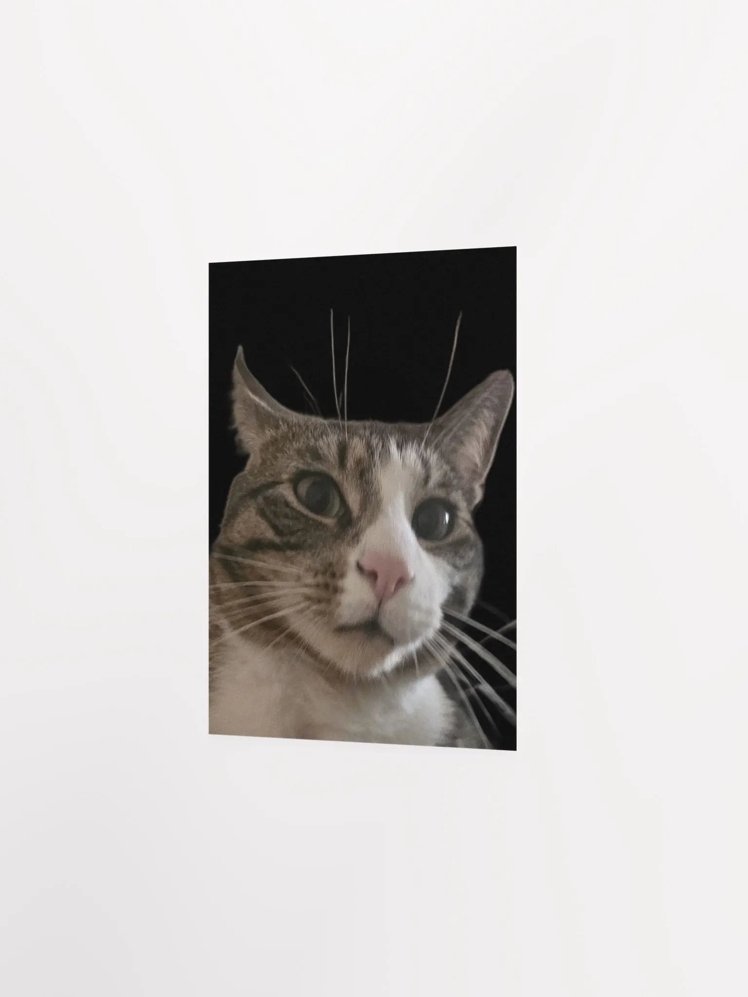 He is not pleased! product image (2)