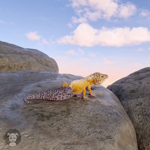 🦎 3D assets modelled in Blender and rendered with Cycles engine:

– Leopard gecko on rocks. Gecko rigged from scratch with cu...