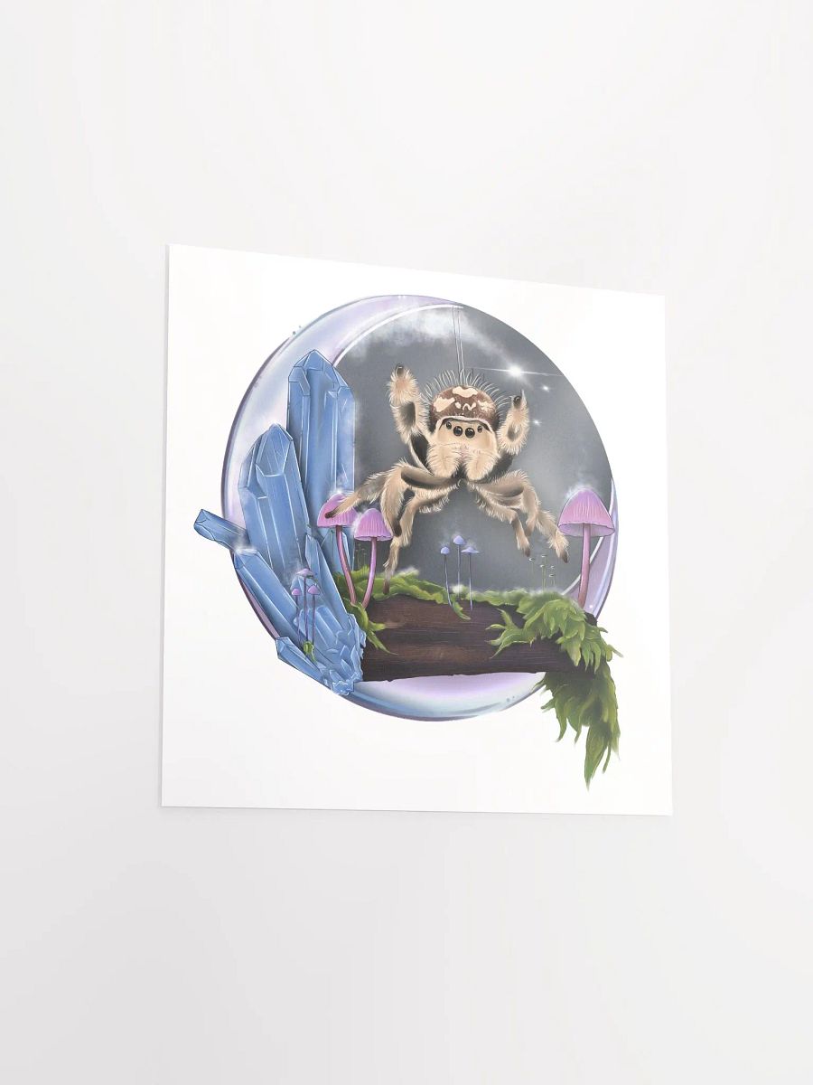 Phidippus regius product image (9)