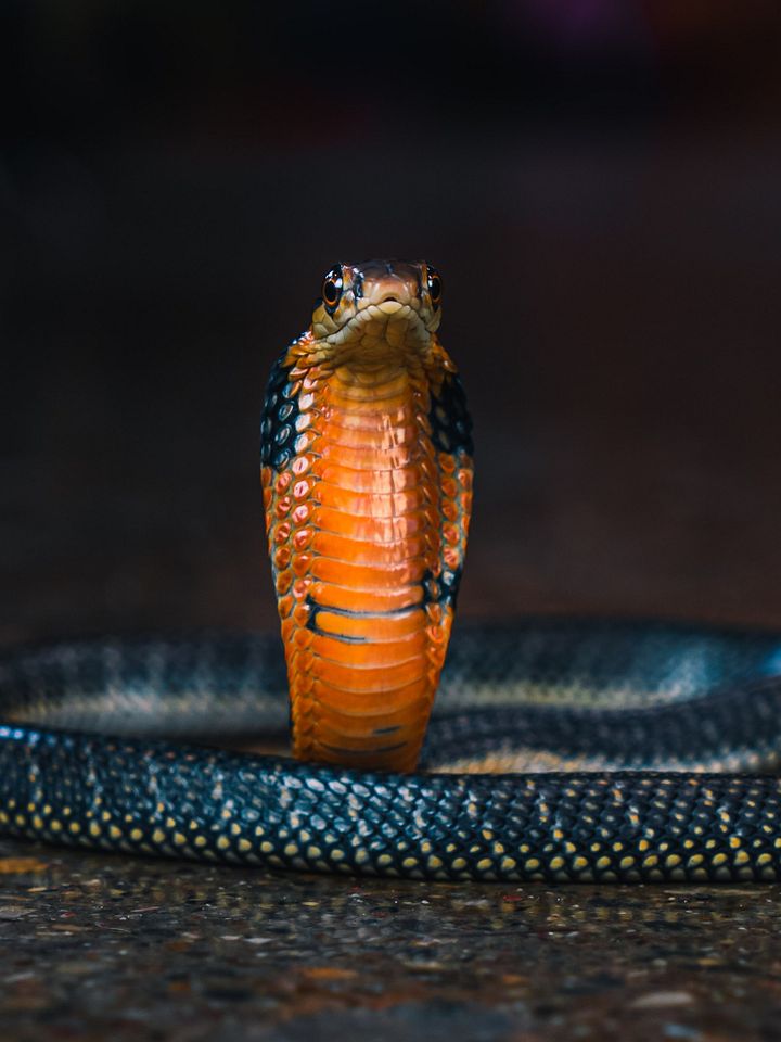 Baby King Cobra #1 product image (1)