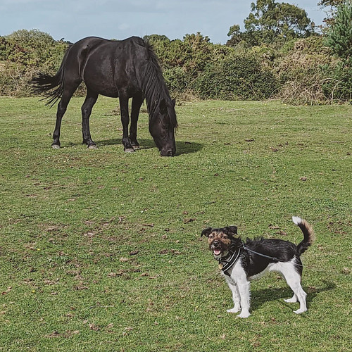 Evie met some wild ponies in the New Forest!

#jackrussell #jackrussellterrier #twitch