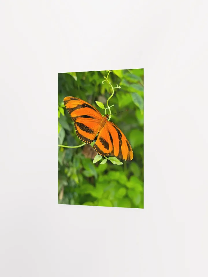 Banded Orange Longwing Tropical Butterfly Matte Poster 5x7" product image (2)
