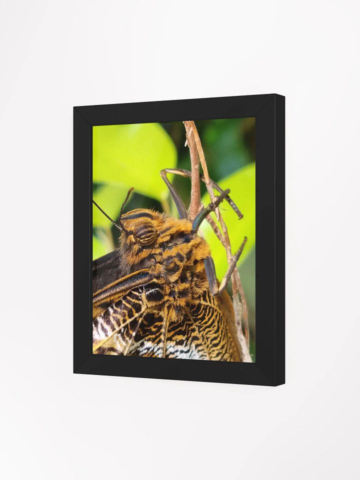 Closeup Tropical Butterfly Framed Poster product image (1)