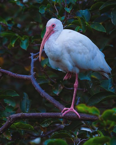 Ibis
.
.

#bird #birds #nature #floridabirds #birdsofinstagram #birdphotography #wildlife #naturephotography #wildlifephotogr...