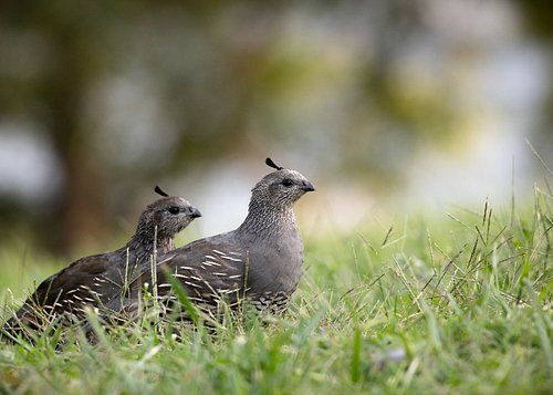 I really enjoy seeing other people wildlife photos but to be honest I kinda hate taking wildlife photos. For one I’m not near...