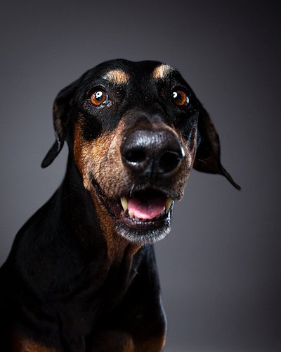Happy national dog day. 

Tasha was the reason we rescued Chica and made us fall in love with Dobermans.  I almost always had...