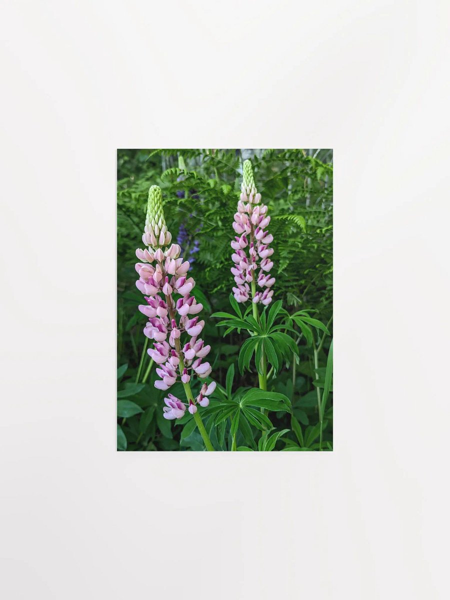 Lupine (Print) product image (8)