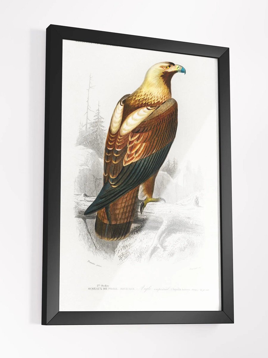 Eastern imperial eagle product image (9)