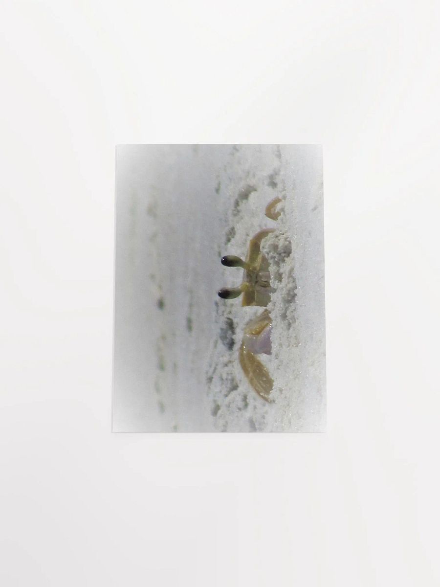 Beach Crab product image (27)