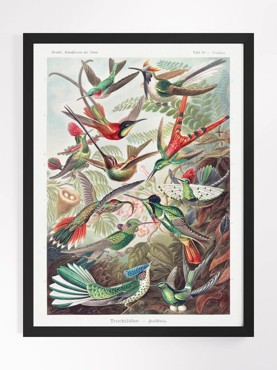 Kolibris product image (1)