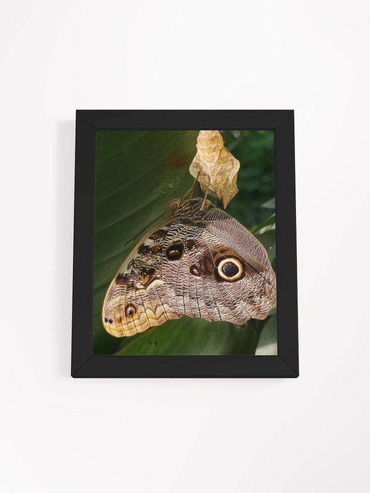 Tropical Owl Butterfly Framed Poster product image (2)