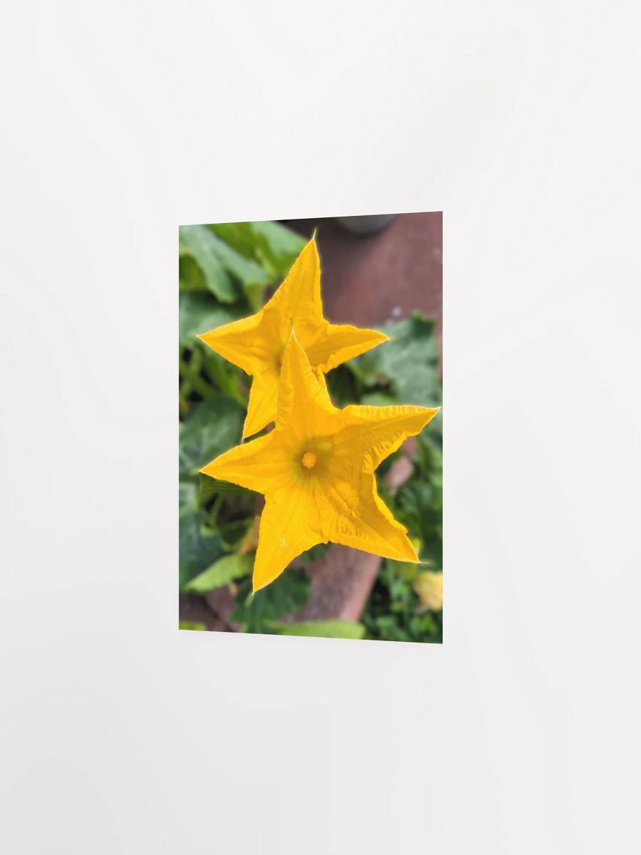 Pumpkin/Squash Flower product image (18)