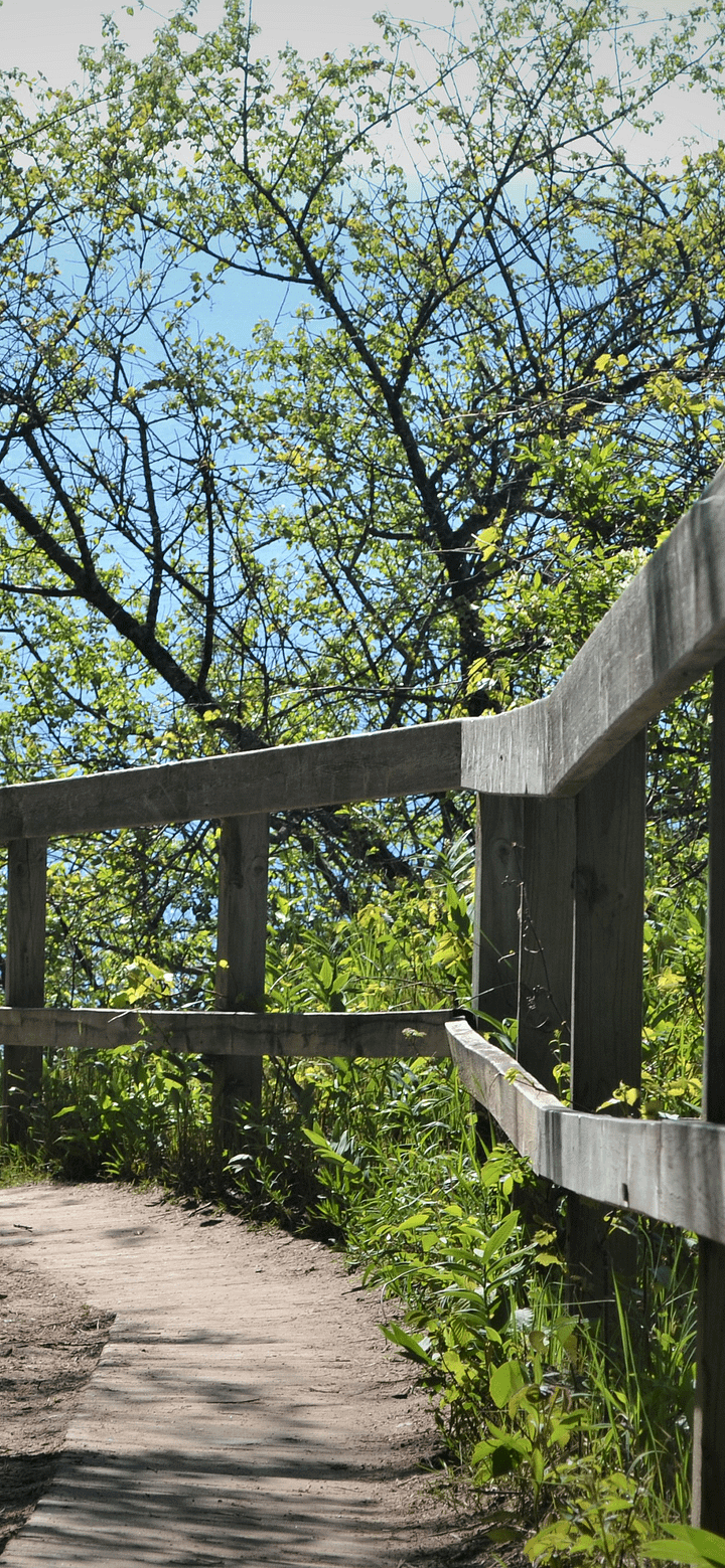 Wooden Bridge Phone Background product image (1)