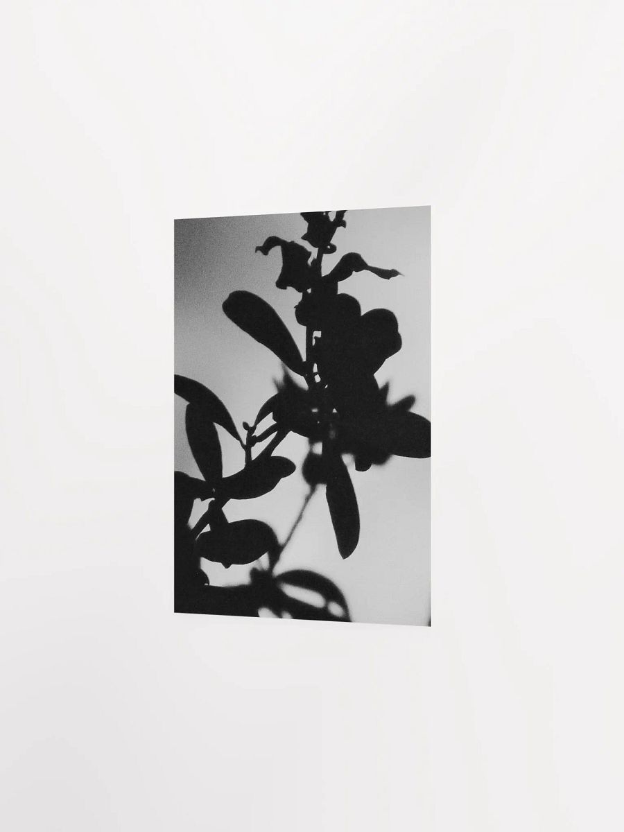 Black & White Plant Glow product image (24)