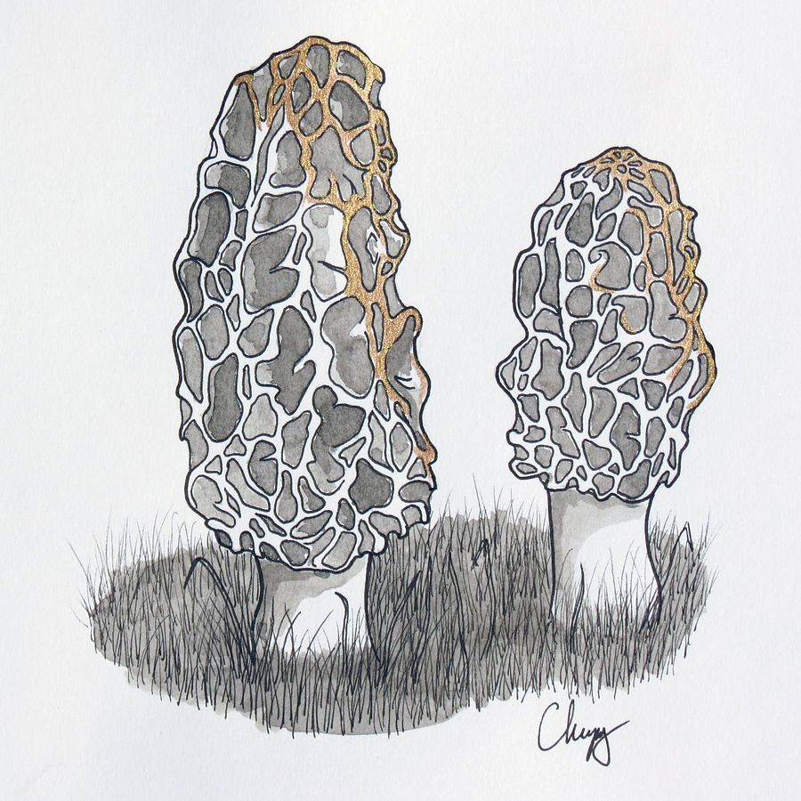 Morels - Original Drawing product image (2)