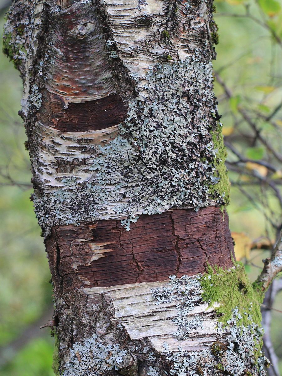 Trees Image Collection product image (10)