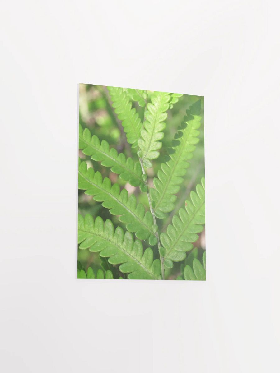 Florida Fern product image (34)