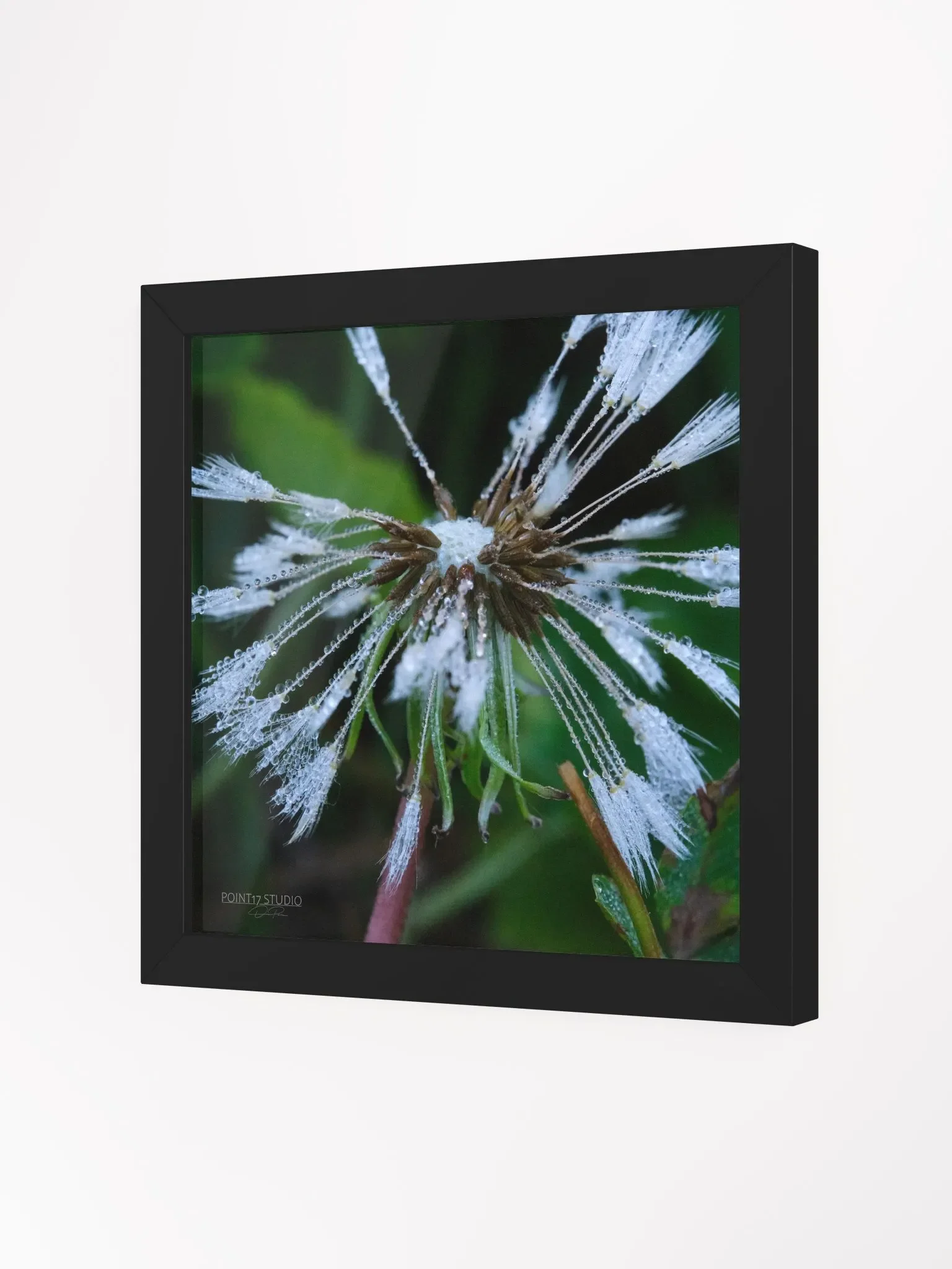Dandelion #2 - Framed Print product image (2)