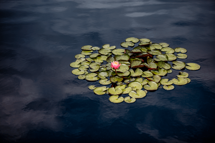 Desk Mat - Lily Pads 12x22 product image (1)