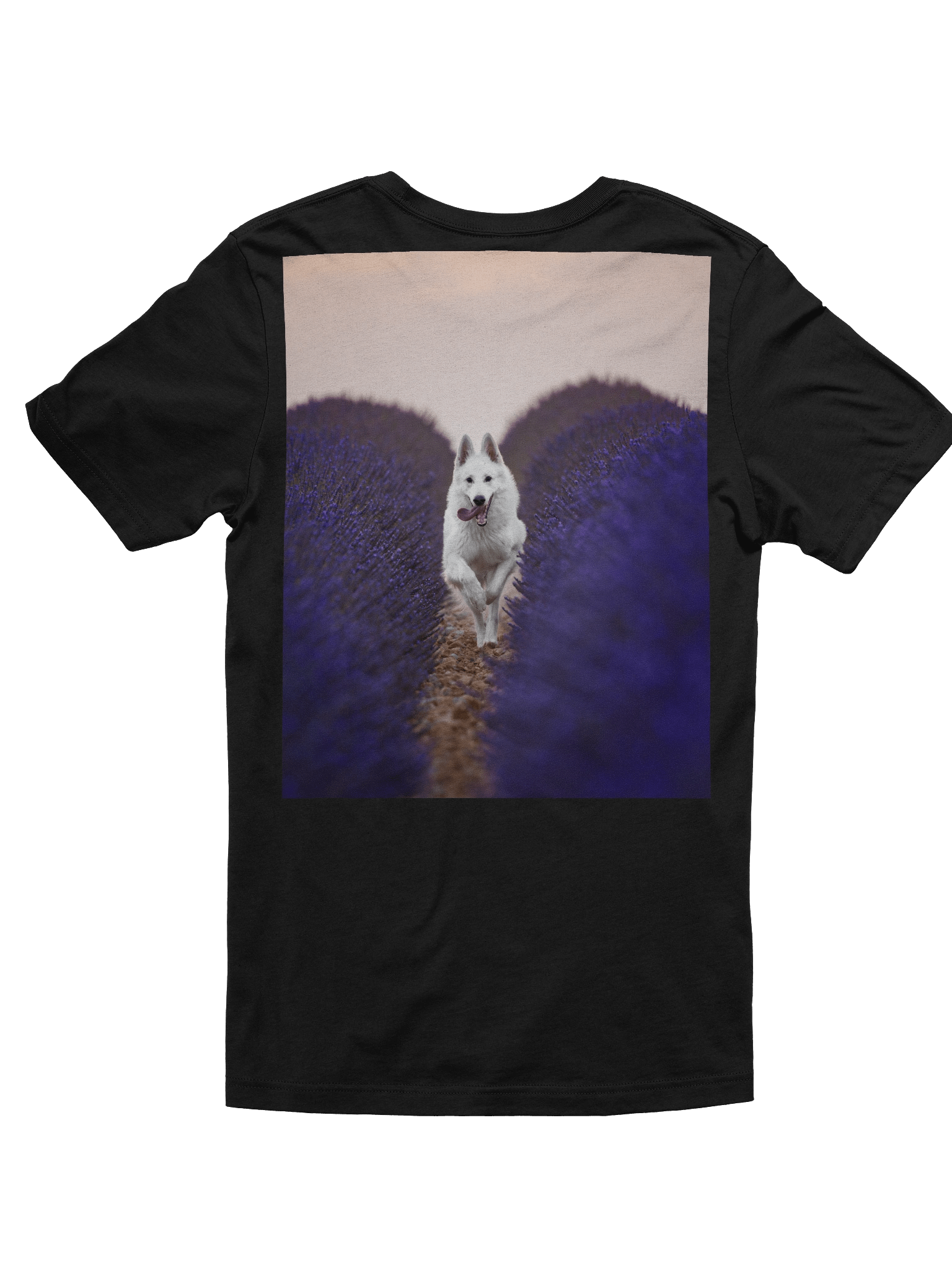 Rasta in the lavender fields product image (8)