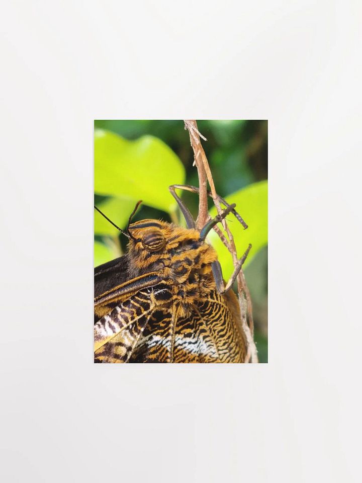 Closeup Tropical Butterfly Poster 5x7" product image (1)