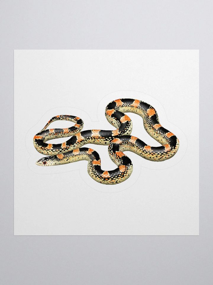 Die-Cut Sticker – Longnosed Snake Lecontei Phase product image (1)