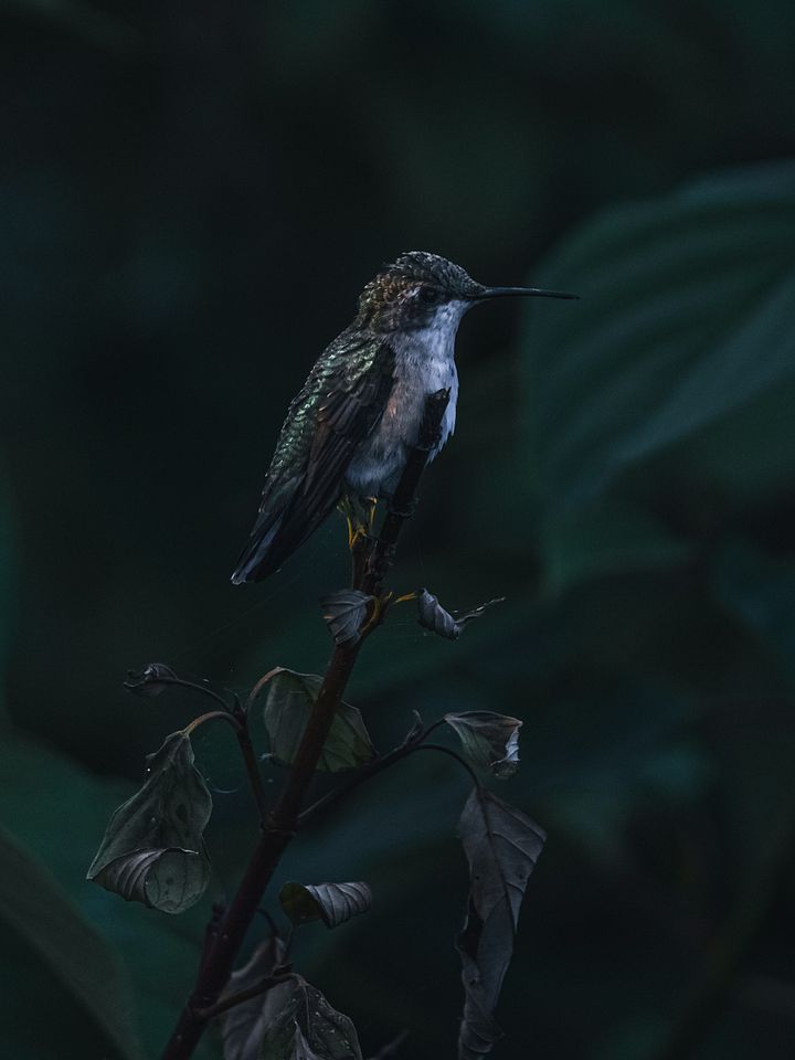 HummingBird Perched product image (1)