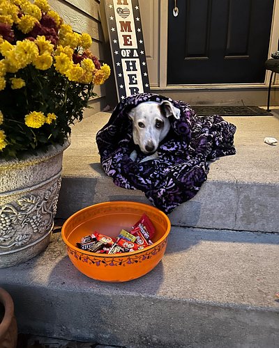 Spooky snoopy passing out candy