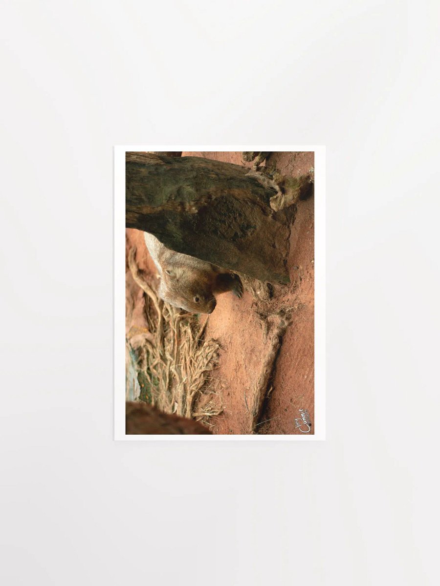 The Wombat - Print product image (1)