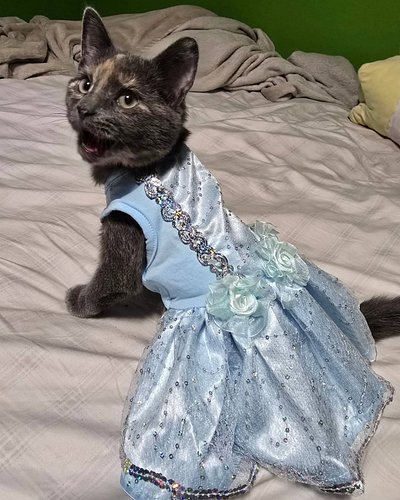 Really to go to the ball
