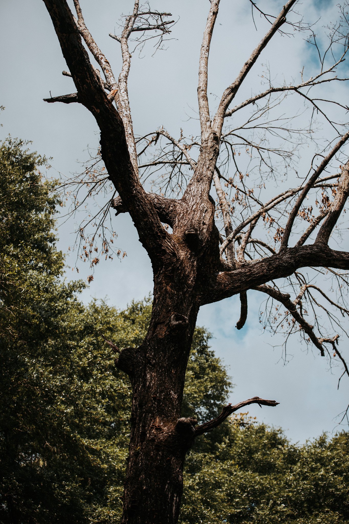 Broken branches product image (1)
