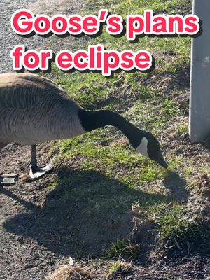 Asking this #canadagoose what his/her plans are for #eclipse2024 tomorrow. 🪿🌘 #canadageese #ottawa #eclipse #bird #birdsoftiktok #birdsoftiktok 