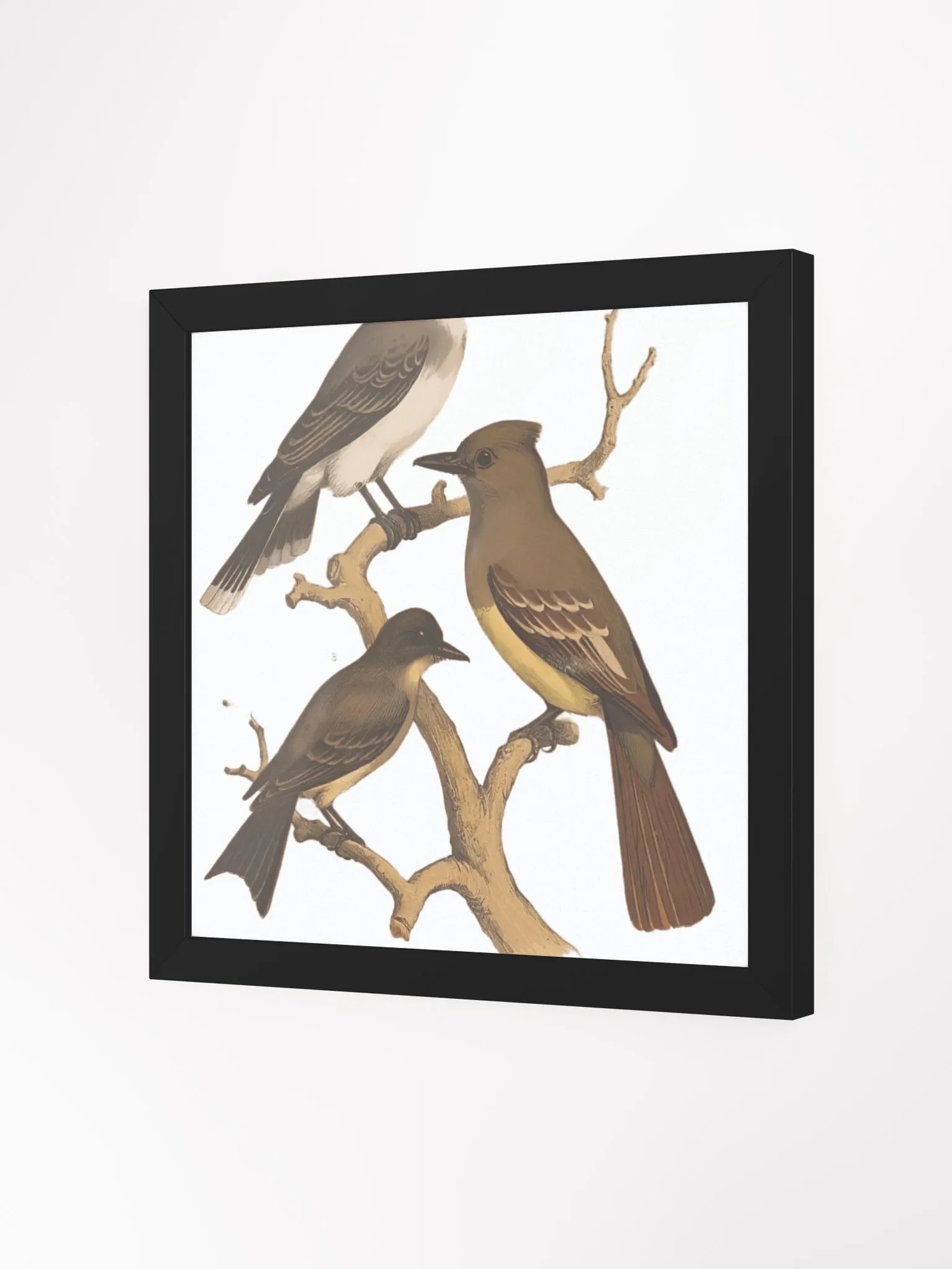 January-Birds product image (2)