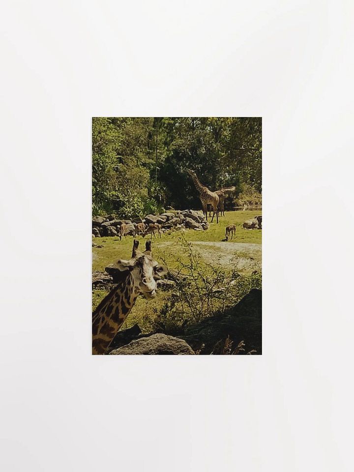 Giraffe Sanctuary product image (7)