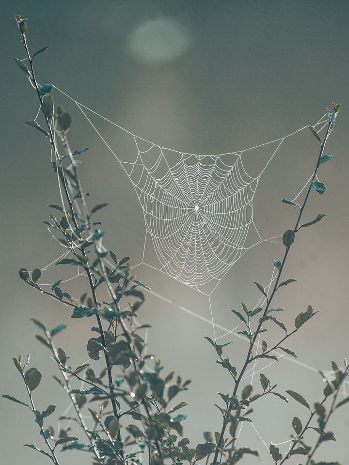Orb Weaver product image (1)