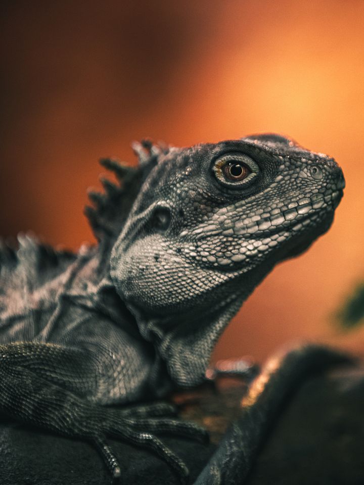 New Guinea Forrest Dragon product image (1)