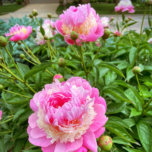 The peonies are looking good this year!