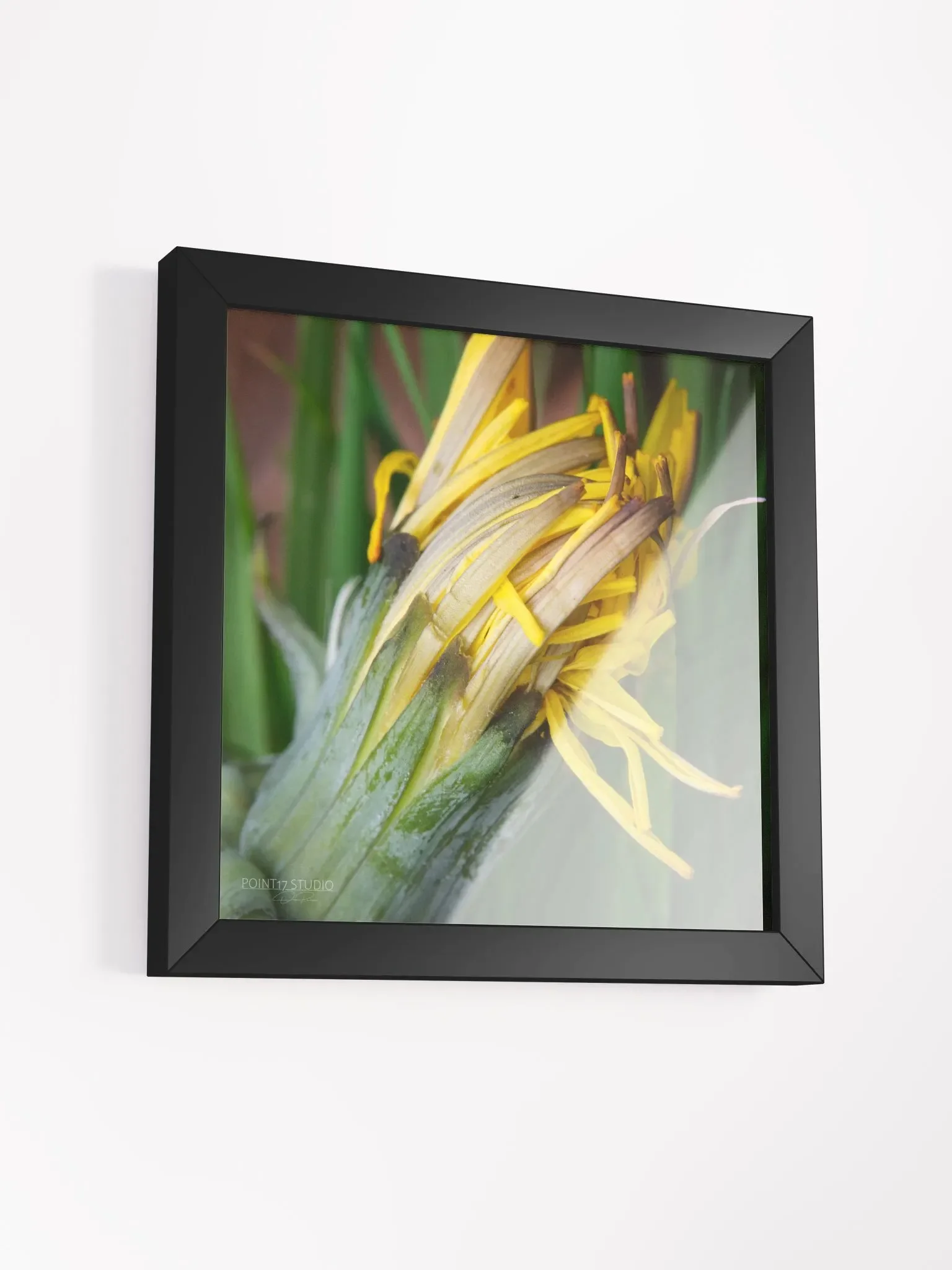 Dandelion #8 - Framed Print product image (3)