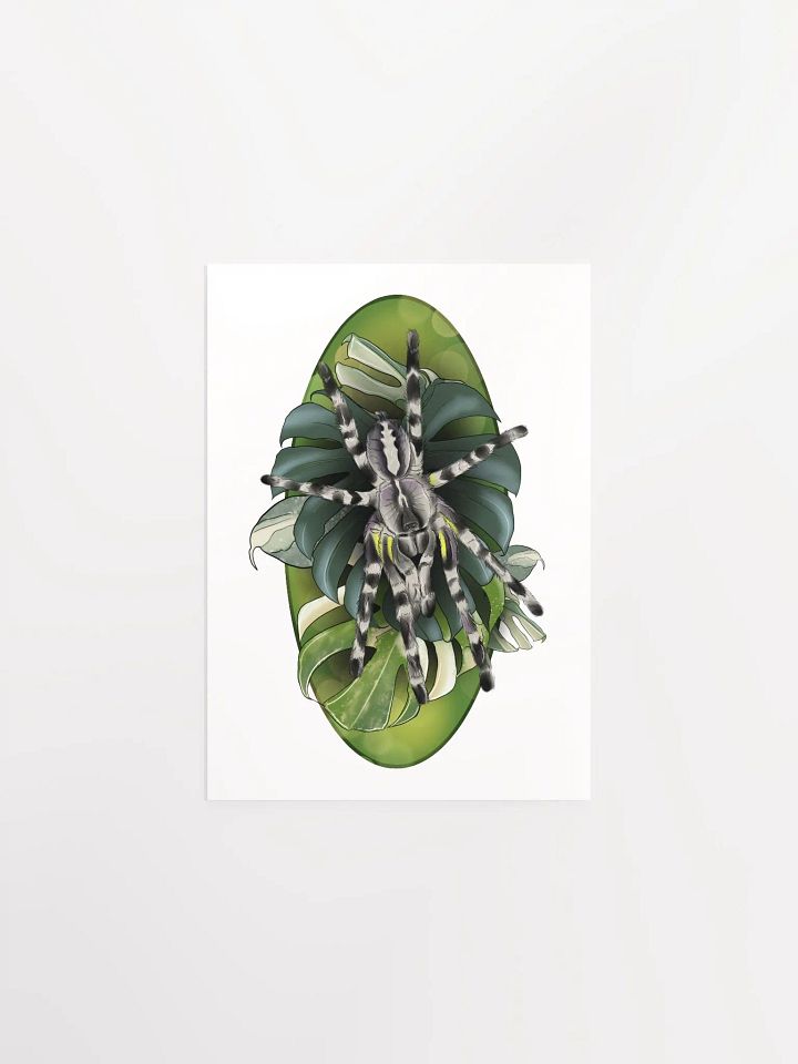 Poecilotheria Regalis and Monstera product image (1)