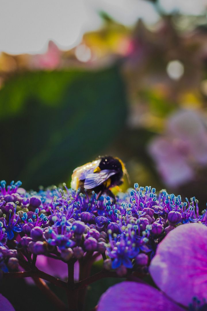BEE HAPPY product image (1)