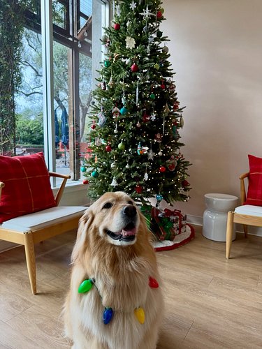 Our tree is up and is Hawley approved! 👍🐶 Happy Holidays and we hope to see you soon! 🎄❤️

#christmas #goldenretriever #decor...